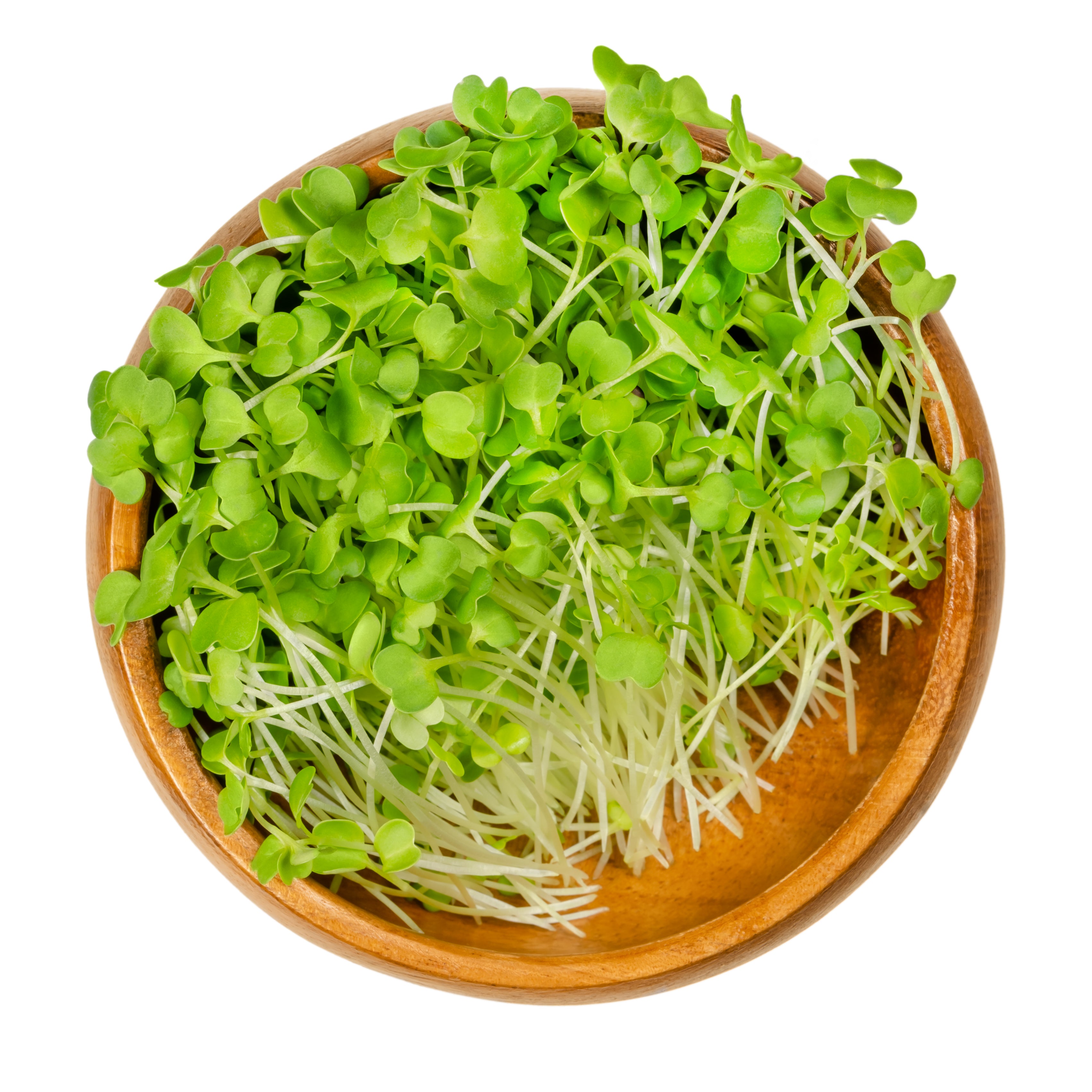 Broccoli Microgreens – One Garden Greens